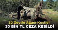 Bodrum’da bin yıllık zeytin katliamı