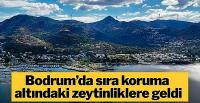 Bodrum’da sit koruması altındaki zeytinlikler turizm imarına açıldı