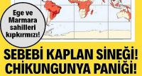 Chikungunya endişesi büyüyor: Ege sahilleri ve Marmara kıpkırmızı