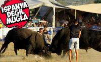 Muğla'da boğa güreşine yoğun ilgi gösterildi