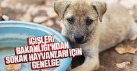 İçişleri Bakanlığı sokak hayvanları için 81 ilin valiliğine genelge gönderdi
