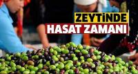 Turizm merkezinin 'yeşil altın'ında hasat zamanı