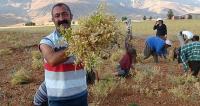 Maçoğlu, 