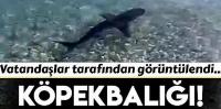 Muğla’dan gelen köpek balığı görüntüleri korkuttu! 