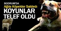 Ağıla giren sokak köpekleri 10 koyunu telef etti