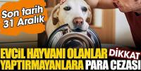 Evcil hayvanı olanlar dikkat! Yaptırmayanlara para cezası. Son tarih 31 Aralık