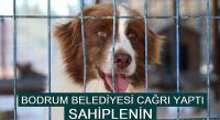 BODRUM BELEDİYESİ’NDEN SAHİPLENME ÇAĞRISI