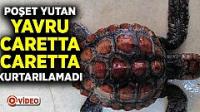 Naylon poşet yutan yavru caretta caretta kurtarılamadı
