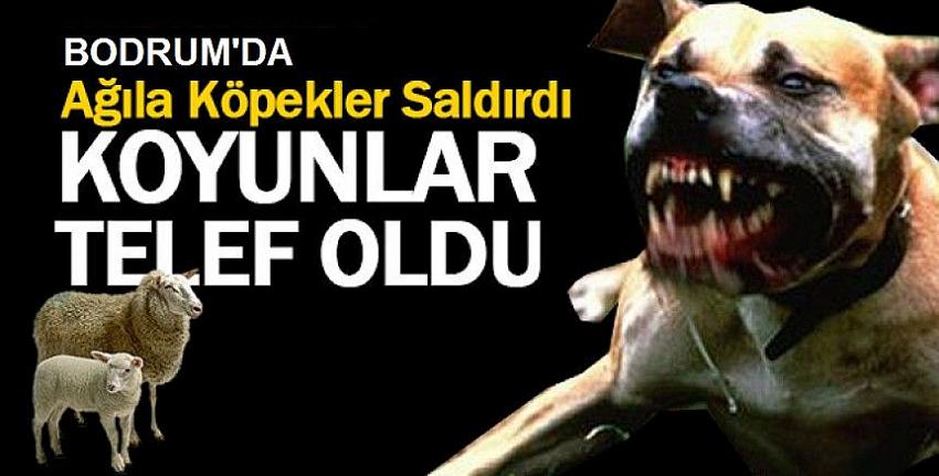 Ağıla giren sokak köpekleri 10 koyunu telef etti