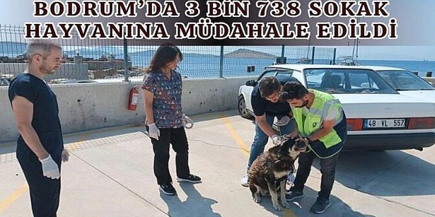 3 BİN 738 SOKAK HAYVANINA MÜDAHALE