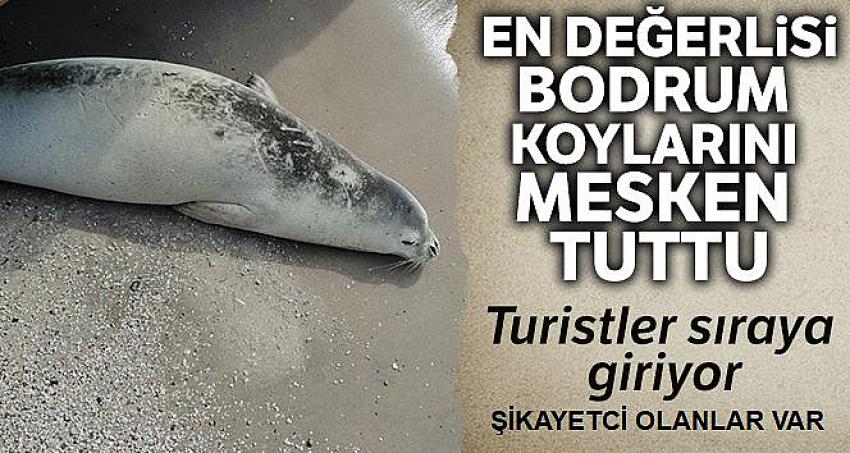 Bodrum koylarını mesken tutan beyaz fok balığını şikayet ettiler 
