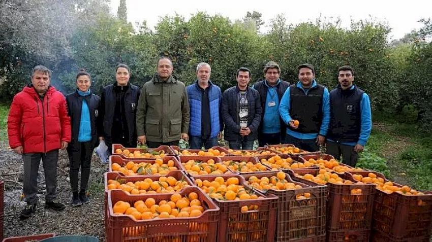 Belediyenin Mandalina Alımı Sürüyor