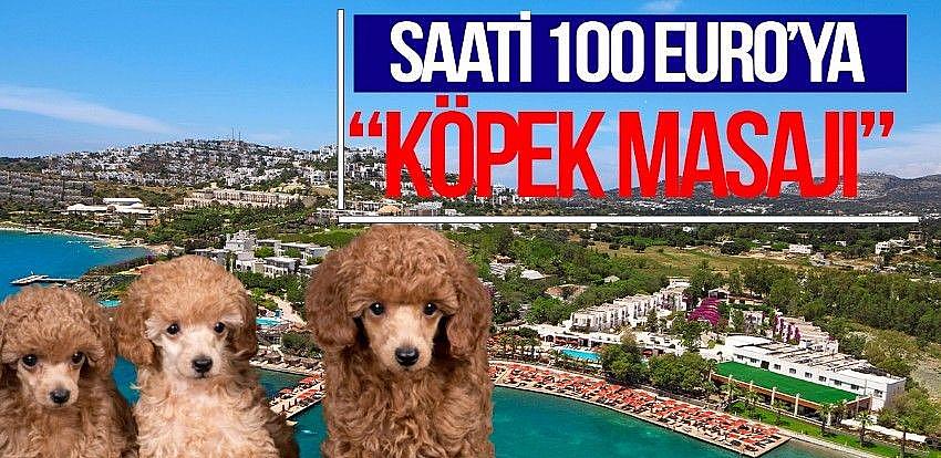 Bodrum’daki otelde köpeklere SPA