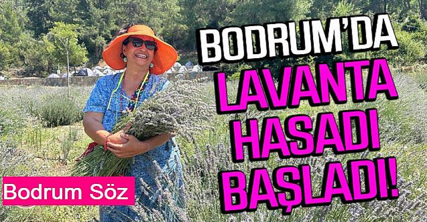 BODRUM’DA LAVANTA HASADI BAŞLADI