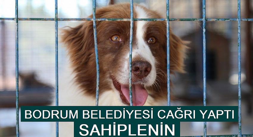 BODRUM BELEDİYESİ’NDEN SAHİPLENME ÇAĞRISI