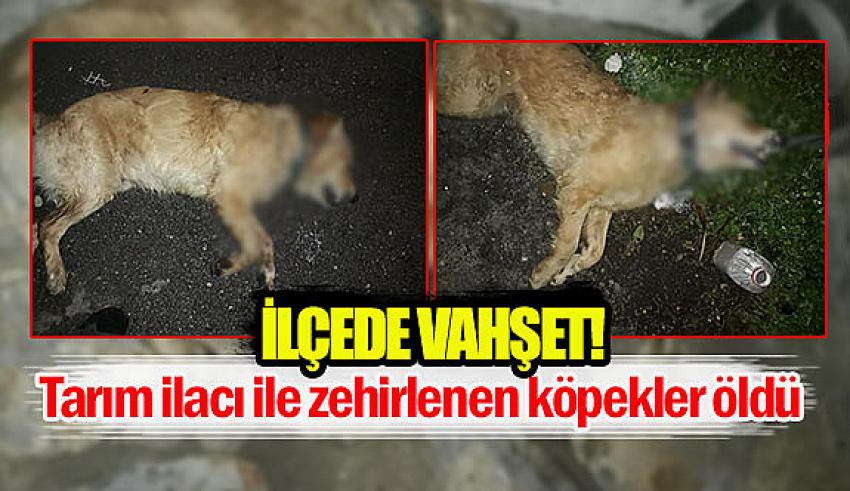 Tarım ilacı verilen 2 köpek telef oldu
