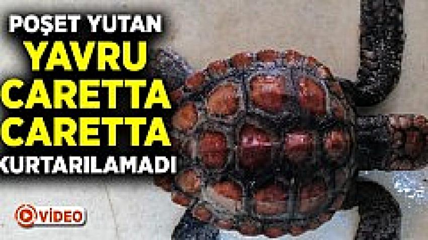 Naylon poşet yutan yavru caretta caretta kurtarılamadı