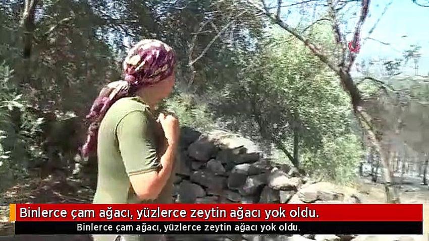 Binlerce çam ağacı, yüzlerce zeytin ağacı yok oldu