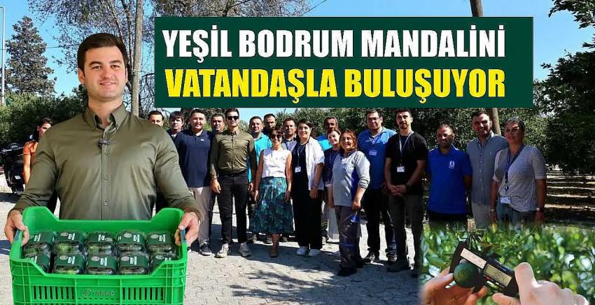 YEŞİL BODRUM MANDALİNİ MARKETLERDE VE BELEDİYE KAFELERDE