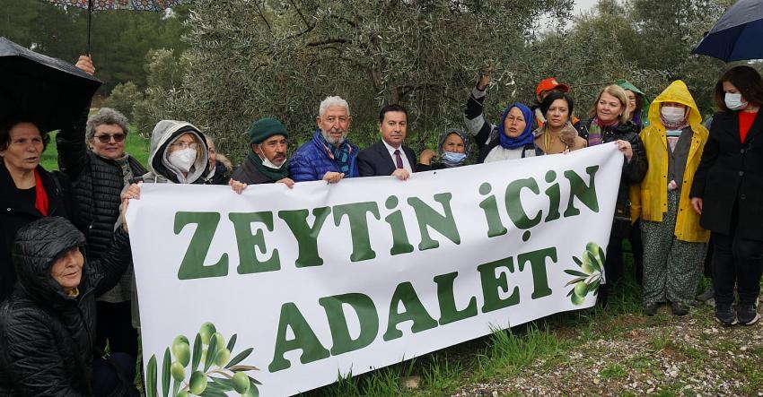 ZEYTİNLİK DÜZENLEMESİ YARGIYA TAŞINDI